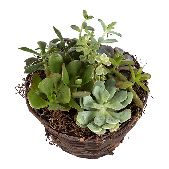 flower shop photo shoot