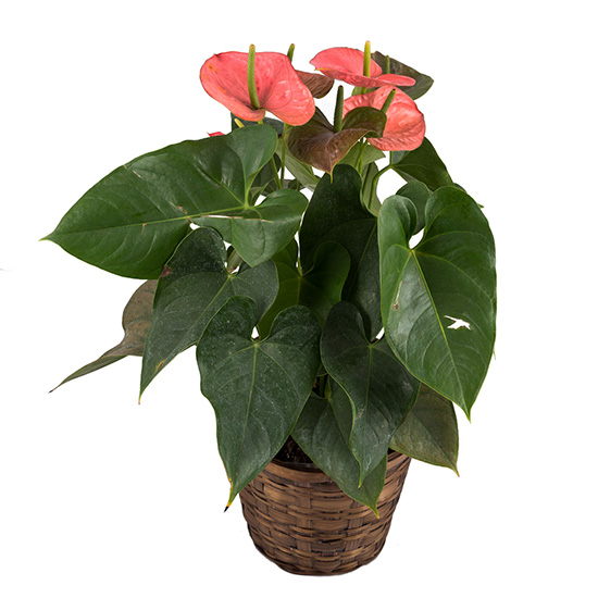 flower shop photo shoot