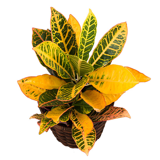 flower shop photo shoot