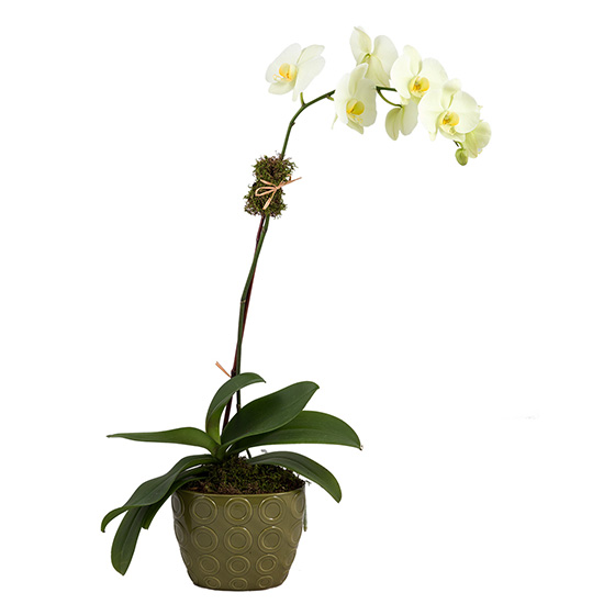 flower shop photo shoot