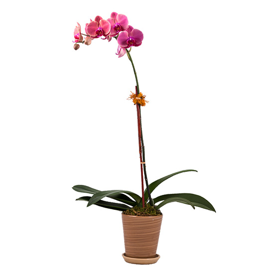 flower shop photo shoot