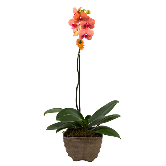 flower shop photo shoot