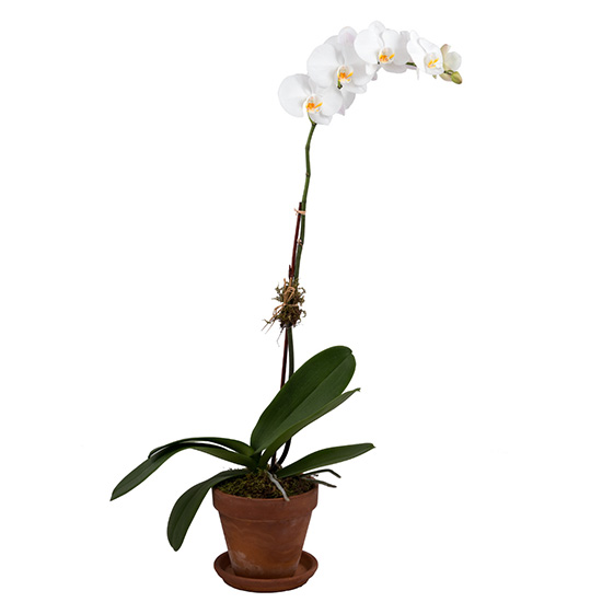 flower shop photo shoot