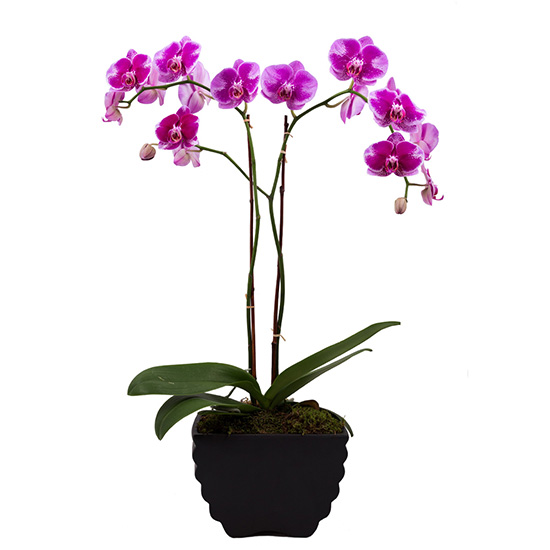 flower shop photo shoot