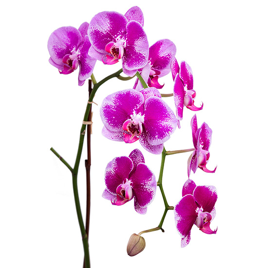 flower shop photo shoot