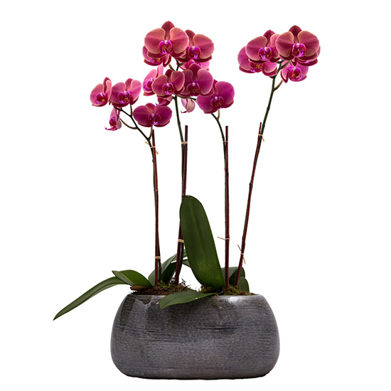 flower shop photo shoot