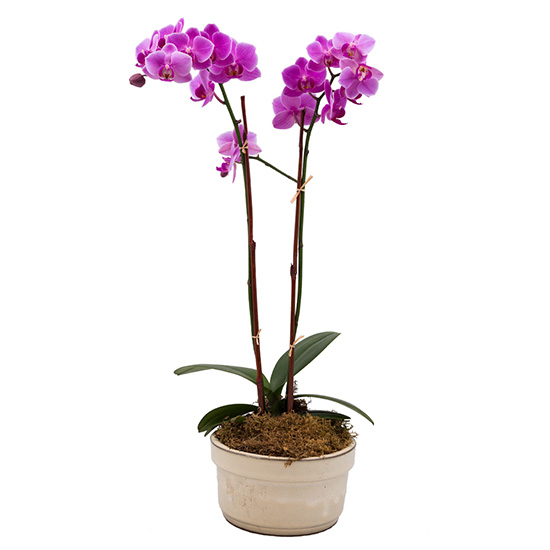 flower shop photo shoot