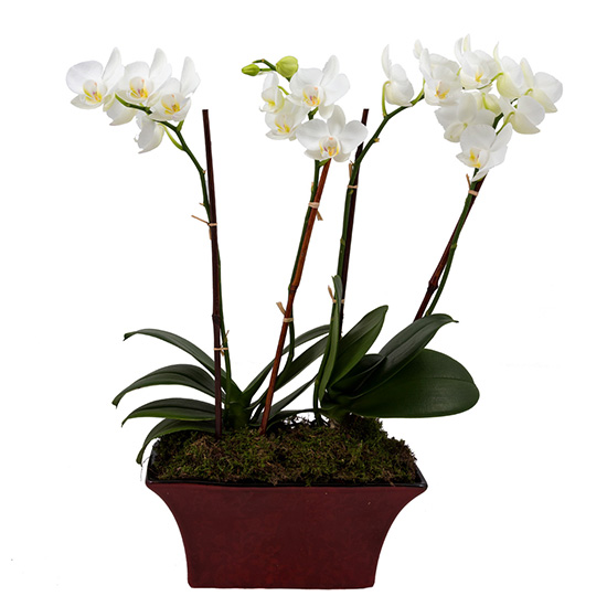 flower shop photo shoot