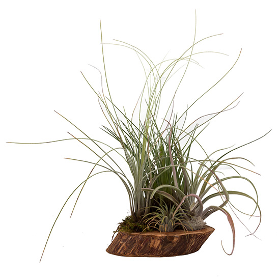 flower shop photo shoot