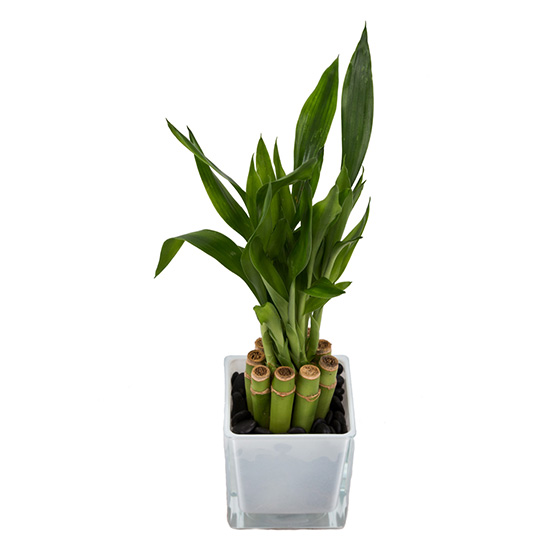 flower shop photo shoot