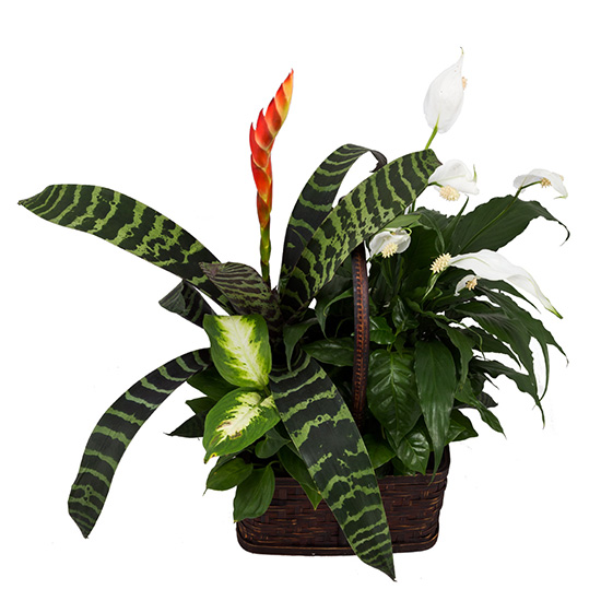 flower shop photo shoot