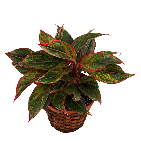 flower shop photo shoot