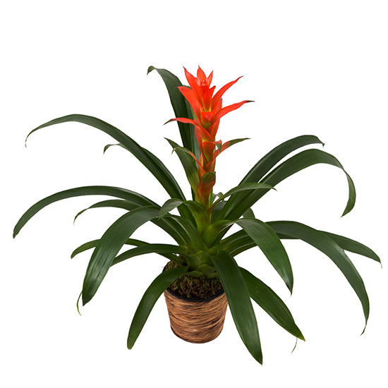 flower shop photo shoot